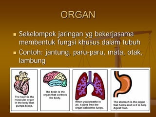 ORGANORGAN
SekelompokSekelompok jaringanjaringan ygyg bekerjasamabekerjasama
membentukmembentuk fungsifungsi khususkhusus dalamdalam tubuhtubuh
ContohContoh:: jantungjantung,, paruparu--paruparu,, matamata,, otakotak,,
lambunglambung
 
