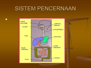 SISTEM PENCERNAANSISTEM PENCERNAAN
 