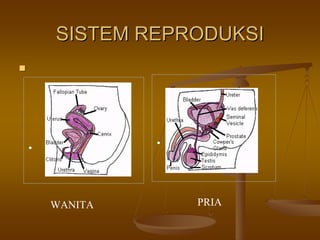 SISTEM REPRODUKSISISTEM REPRODUKSI
• •
WANITA PRIA
 