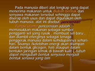PadaPada manusiamanusia diberidiberi alatalat lengkaplengkap yangyang dapatdapat
menerimamenerima makananmakanan untukuntuk diubahdiubah bentukbentuk dandan
senyawasenyawa makananmakanan tersebuttersebut sehinggasehingga dapatdapat
diserapdiserap oleholeh usususus dandan dapatdapat digunakandigunakan oleholeh
tubuhtubuh manusiamanusia,, alatalat iniini disebutdisebut pencernaanpencernaan..
FungsiFungsi utamautama pencernaanpencernaan adalahadalah ::
memasukkanmemasukkan makananmakanan sebagaisebagai sumbersumber
penggantipengganti selsel yangyang rusakrusak ,, membuatmembuat selsel barubaru ,,
dandan diambildiambil energinyaenerginya sebagaisebagai tenagatenaga
penggerakpenggerak manusiamanusia dalamdalam kehidupannyakehidupannya seharisehari--
harihari.. SisanyaSisanya //kelebihankelebihan energienergi akanakan disimpandisimpan
dalamdalam bentukbentuk glicogenglicogen,, hatihati ataupunataupun dalamdalam
bentuknbentukn jaringanjaringan lemaklemak didi bawahbawah kulitkulit (( tubuhtubuh
dapatdapat mengubahmengubah bentukbentuk senyawasenyawa menjadimenjadi
bentukbentuk senawasenawa yang lainyang lain
 