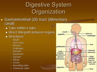 Digestive SystemDigestive System
OrganizationOrganization
Gastrointestinal (Gastrointestinal (GlGl) tract (Alimentary) tract (Alimentary
canal)canal)
Tube within a tubeTube within a tube
Direct link/path between organsDirect link/path between organs
StructuresStructures
MouthMouth
Oral CavityOral Cavity
PharynxPharynx
EsophagusEsophagus
StomachStomach
DuedenumDuedenum
JejenumJejenum
kIleumkIleum
CecumCecum
Ascending colonAscending colon
Transverse colonTransverse colon
 