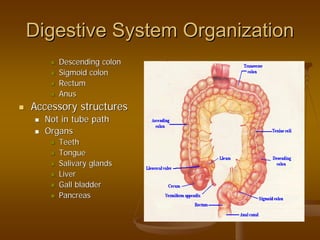 Digestive System OrganizationDigestive System Organization
Descending colonDescending colon
Sigmoid colonSigmoid colon
RectumRectum
AnusAnus
Accessory structuresAccessory structures
Not in tube pathNot in tube path
OrgansOrgans
TeethTeeth
TongueTongue
Salivary glandsSalivary glands
LiverLiver
Gall bladderGall bladder
PancreasPancreas
 