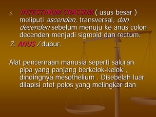 6.6. INTESTINUM CRASSUMINTESTINUM CRASSUM (( usususus besarbesar ))
meliputimeliputi ascendenascenden,, transversaltransversal,, dandan
decendendecenden sebelumsebelum menujumenuju keke anus colonanus colon
decendendecenden menjadimenjadi sigmoidsigmoid dandan rectum.rectum.
7.7. ANUSANUS // duburdubur..
AlatAlat pencernaanpencernaan manusiamanusia sepertiseperti saluransaluran
pipapipa yangyang panjangpanjang berkelokberkelok--kelokkelok ,,
dindingnyadindingnya mesotheliummesothelium .. DisebelahDisebelah luarluar
dilapisidilapisi otototot polospolos yangyang melingkarmelingkar dandan
 