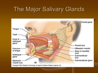 The Major Salivary GlandsThe Major Salivary Glands
 
