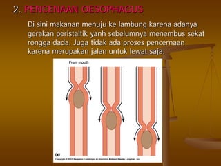 2.2. PENCENAAN OESOPHAGUSPENCENAAN OESOPHAGUS
DiDi sinisini makananmakanan menujumenuju keke lambunglambung karenakarena adanyaadanya
gerakangerakan peristaltikperistaltik yanhyanh sebelumnyasebelumnya menembusmenembus sekatsekat
ronggarongga dada.dada. JugaJuga tidaktidak adaada prosesproses pencernaanpencernaan
karenakarena merupakanmerupakan jalanjalan untukuntuk lewatlewat sajasaja..
 