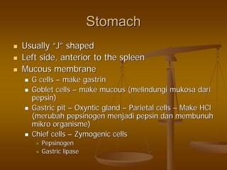 StomachStomach
UsuallyUsually ““JJ”” shapedshaped
Left side, anterior to the spleenLeft side, anterior to the spleen
Mucous membraneMucous membrane
G cellsG cells –– makemake gastringastrin
Goblet cellsGoblet cells –– make mucous (make mucous (melindungimelindungi mukosamukosa daridari
pepsin)pepsin)
Gastric pitGastric pit –– OxynticOxyntic glandgland –– Parietal cellsParietal cells –– MakeMake HClHCl
((merubahmerubah pepsinogenpepsinogen menjadimenjadi pepsinpepsin dandan membunuhmembunuh
mikromikro organismeorganisme))
Chief cellsChief cells –– ZymogenicZymogenic cellscells
PepsinogenPepsinogen
Gastric lipaseGastric lipase
 