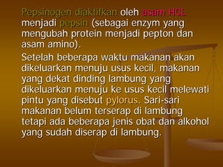 PepsinogenPepsinogen diaktifkandiaktifkan oleholeh asamasam HCLHCL
menjadimenjadi pepsinpepsin ((sebagaisebagai enzymenzym yangyang
mengubahmengubah proteinprotein menjadimenjadi peptonpepton dandan
asamasam amino).amino).
SetelahSetelah beberapabeberapa waktuwaktu makananmakanan akanakan
dikeluarkandikeluarkan menujumenuju usususus kecilkecil,, makananmakanan
yangyang dekatdekat dindingdinding lambunglambung yangyang
dikeluarkandikeluarkan menujumenuju keke usususus kecilkecil melewatimelewati
pintupintu yangyang disebutdisebut pyloruspylorus. Sari. Sari--sarisari
makananmakanan belumbelum terserapterserap didi lambunglambung
tetapitetapi adaada beberapabeberapa jenisjenis obatobat dandan alkoholalkohol
yangyang sudahsudah diserapdiserap didi lambunglambung..
 