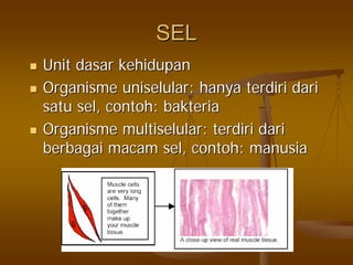 SELSEL
UnitUnit dasardasar kehidupankehidupan
OrganismeOrganisme uniselularuniselular:: hanyahanya terdiriterdiri daridari
satusatu selsel,, contohcontoh:: bakteriabakteria
OrganismeOrganisme multiselularmultiselular:: terdiriterdiri daridari
berbagaiberbagai macammacam selsel,, contohcontoh:: manusiamanusia
 