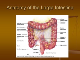 Anatomy of the Large IntestineAnatomy of the Large Intestine
 