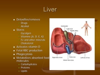 LiverLiver
Detoxifies/removesDetoxifies/removes
DrugsDrugs
AlcoholAlcohol
StoresStores
GycolgenGycolgen
Vitamins (A, D, E, K)Vitamins (A, D, E, K)
Fe and other mineralsFe and other minerals
CholesterolCholesterol
Activates vitamin DActivates vitamin D
Fetal RBC productionFetal RBC production
PhagocytosisPhagocytosis
Metabolizes absorbed foodMetabolizes absorbed food
moleculesmolecules
CarbohydratesCarbohydrates
ProteinsProteins
LipidsLipids
 
