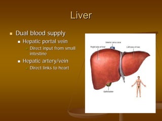 LiverLiver
Dual blood supplyDual blood supply
Hepatic portal veinHepatic portal vein
Direct input from smallDirect input from small
intestineintestine
Hepatic artery/veinHepatic artery/vein
Direct links to heartDirect links to heart
 
