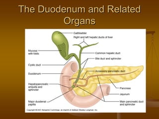 The Duodenum and RelatedThe Duodenum and Related
OrgansOrgans
 