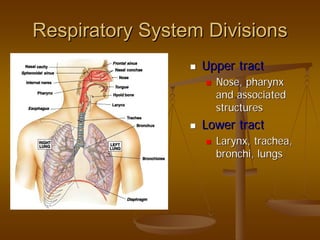 Respiratory System DivisionsRespiratory System Divisions
Upper tractUpper tract
Nose, pharynxNose, pharynx
and associatedand associated
structuresstructures
Lower tractLower tract
Larynx, trachea,Larynx, trachea,
bronchi, lungsbronchi, lungs
 
