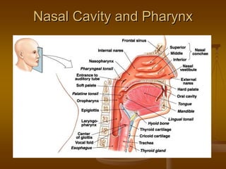 Nasal Cavity and PharynxNasal Cavity and Pharynx
 