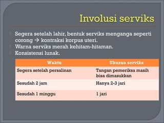  Segera setelah lahir, bentuk serviks menganga seperti 
corong  kontraksi korpus uteri. 
 Warna serviks merah kehitam-hitaman. 
 Konsistensi lunak. 
Waktu Ukuran serviks 
Segera setelah persalinan Tangan pemeriksa masih 
bisa dimasukkan 
Sesudah 2 jam Hanya 2-3 jari 
Sesudah 1 minggu 1 jari 
 