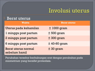  Berat uterus 
Waktu Berat uterus 
Uterus pada kehamilan ± 1000 gram 
1 minggu post partum ± 500 gram 
2 minggu post partum ± 300 gram 
6 minggu post partum ± 40-60 gram 
Berat uterus normal 
± 30 gram 
sebelum hamil 
Perubahan tersebut berhubungan erat dengan perubahan pada 
miometrium yang bersifat proteolisis. 
 