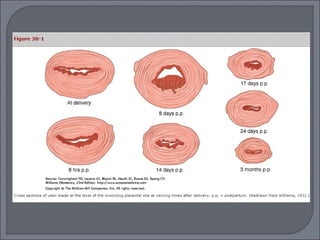 Fisiologi nifas (10)