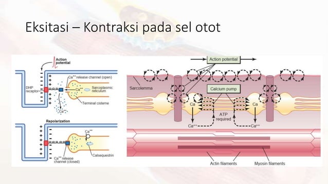 fisiologi otot fix.pptx