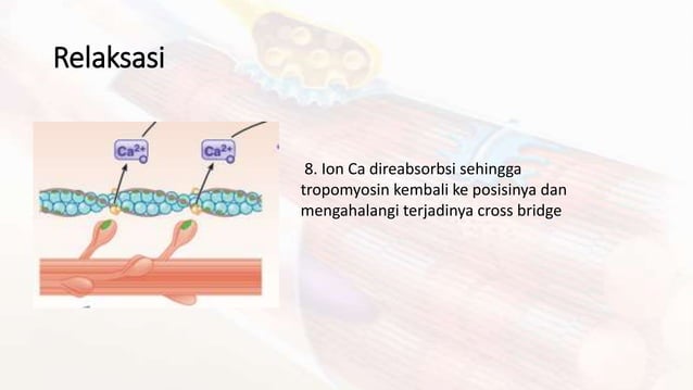 fisiologi otot fix.pptx