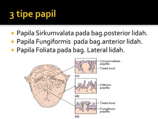  Papila Sirkumvalata pada bag.posterior lidah.
 Papila Fungiformis pada bag.anterior lidah.
 Papila Foliata pada bag. Lateral lidah.
 