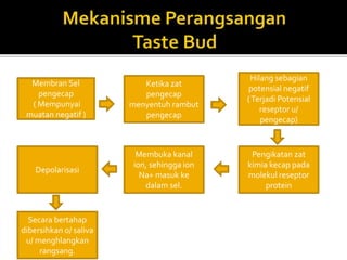 Membran Sel
pengecap
( Mempunyai
muatan negatif )
Ketika zat
pengecap
menyentuh rambut
pengecap
Hilang sebagian
potensial negatif
(Terjadi Potensial
reseptor u/
pengecap)
Pengikatan zat
kimia kecap pada
molekul reseptor
protein
Membuka kanal
ion, sehingga ion
Na+ masuk ke
dalam sel.
Depolarisasi
Secara bertahap
dibersihkan o/ saliva
u/ menghlangkan
rangsang.
 