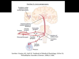 Fisiologi pengecapan