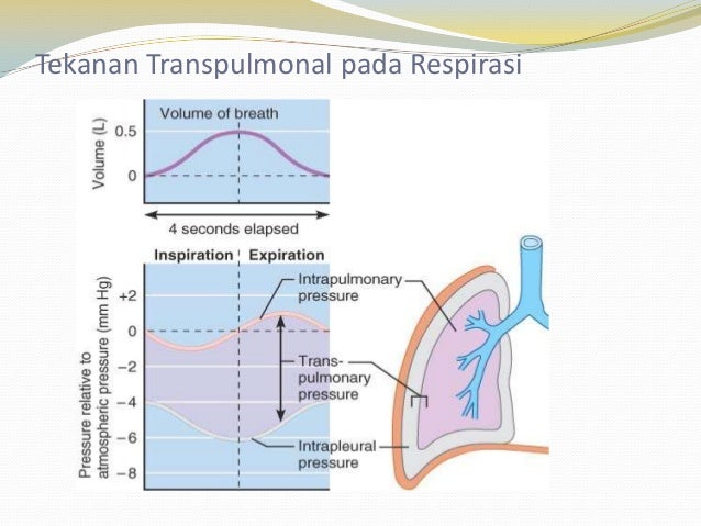 Fisiologi sistem respirasi Fisiologi sistem respirasi