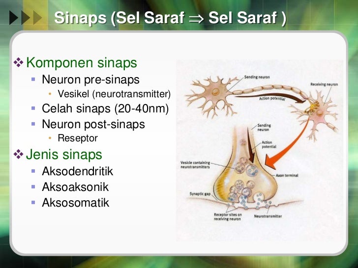 Fisiologi sistem saraf (Dr.Imran,SpS,M.Kes)