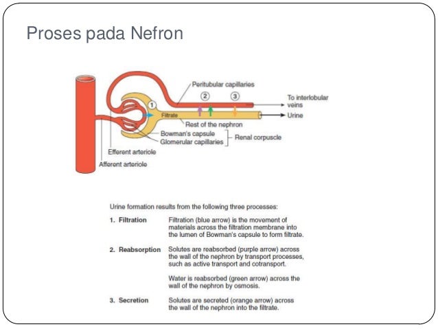 Fisiologi sistem urinaria