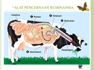 FISIOLOGIS_PENCERNAAN_RdsekdeeopwdkwelSIA.pptx