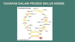 TAHAPAN DALAM PROSES SIKLUS KREBS
 