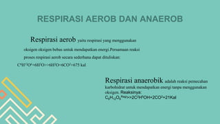 RESPIRASI AEROB DAN ANAEROB
Respirasi aerob yaitu respirasi yang menggunakan
oksigen oksigen bebas untuk mendapatkan energi.Persamaan reaksi
proses respirasi aerob secara sederhana dapat dituliskan:
C6H12O6+6H2O>>6H2O+6CO2+675 kal
Respirasi anaerobik adalah reaksi pemecahan
karbohidrat untuk mendapatkan energi tanpa menggunakan
oksigen. Reaksinya:
C6H12O6
Ragi>>2C2H5OH+2CO2+21Kal
 