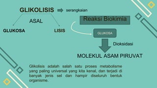 GLIKOLISIS
Glikolisis adalah salah satu proses metabolisme
yang paling universal yang kita kenal, dan terjadi di
banyak jenis sel dan hampir diseluruh bentuk
organisme.
ASAL
GLUKOSA LISIS
Reaksi Biokimia
Dioksidasi
MOLEKUL ASAM PIRUVAT
serangkaian
GLUKOSA
 