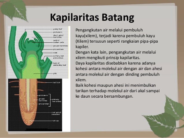 Image result for kapilaritas batang