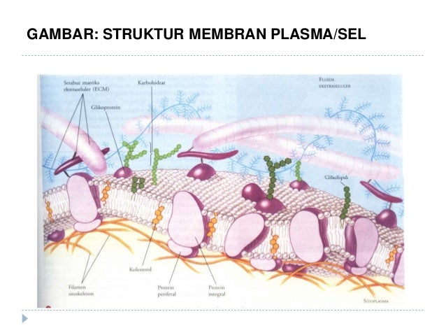 Fisiologi Tumbuhan New