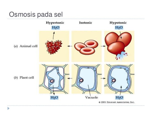 Fisiologi Tumbuhan New