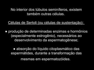 No interior dos túbulos seminíferos, existem
             também outras células.

 Células de Sertoli (ou células de sustentação):

● produção de determinadas enzimas e hormônios
    (especialmente estrogênio), necessários ao
      desenvolvimento da espermatogênese;

    ● absorção do líquido citoplasmático das
   espermátides, durante a transformação das
         mesmas em espermatozóides.
 