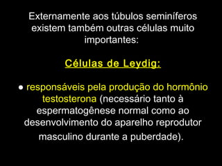 Externamente aos túbulos seminíferos
  existem também outras células muito
             importantes:

         Células de Leydig:

● responsáveis pela produção do hormônio
     testosterona (necessário tanto à
    espermatogênese normal como ao
 desenvolvimento do aparelho reprodutor
     masculino durante a puberdade).
 
