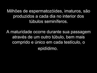 Milhões de espermatozóides, imaturos, são
   produzidos a cada dia no interior dos
           túbulos seminíferos.

A maturidade ocorre durante sua passagem
   através de um outro túbulo, bem mais
  comprido e único em cada testículo, o
               epidídimo.
 
