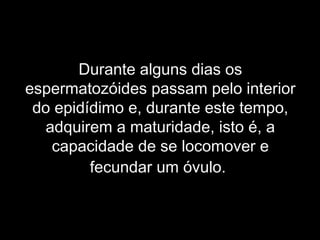 Durante alguns dias os
espermatozóides passam pelo interior
 do epidídimo e, durante este tempo,
  adquirem a maturidade, isto é, a
   capacidade de se locomover e
         fecundar um óvulo.
 