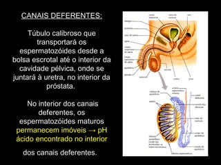 CANAIS DEFERENTES:

     Túbulo calibroso que
        transportará os
  espermatozóides desde a
bolsa escrotal até o interior da
  cavidade pélvica, onde se
juntará à uretra, no interior da
           próstata.

    No interior dos canais
        deferentes, os
  espermatozóides maturos
 permanecem imóveis → pH
 ácido encontrado no interior
   dos canais deferentes.
 