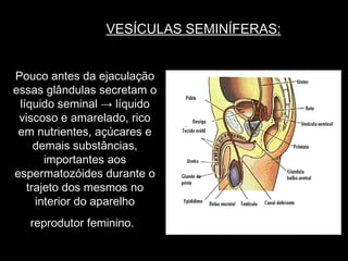 VESÍCULAS SEMINÍFERAS:


Pouco antes da ejaculação
essas glândulas secretam o
 líquido seminal → líquido
 viscoso e amarelado, rico
 em nutrientes, açúcares e
     demais substâncias,
       importantes aos
espermatozóides durante o
   trajeto dos mesmos no
     interior do aparelho
   reprodutor feminino.
 