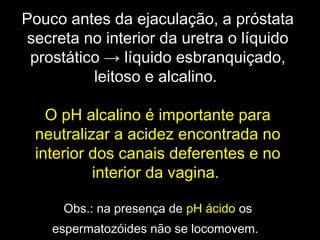 Pouco antes da ejaculação, a próstata
 secreta no interior da uretra o líquido
 prostático → líquido esbranquiçado,
          leitoso e alcalino.

   O pH alcalino é importante para
 neutralizar a acidez encontrada no
 interior dos canais deferentes e no
          interior da vagina.

      Obs.: na presença de pH ácido os
    espermatozóides não se locomovem.
 