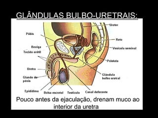 GLÂNDULAS BULBO-URETRAIS:




Pouco antes da ejaculação, drenam muco ao
            interior da uretra.
 