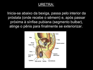 URETRA:

Inicia-se abaixo da bexiga, passa pelo interior da
 próstata (onde recebe o sêmem) e, após passar
  próxima à sínfise pubiana (segmento bulbar),
  atinge o pênis para finalmente se exteriorizar.
 