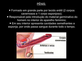PÊNIS:

 ● Formado em grande parte por tecido erétil (2 corpos
           cavernosos e 1 corpo esponjoso);
● Responsável pela introdução do material germinativo do
        homem no interior do aparelho feminino;
  ● Em seu interior apresenta cavidades semelhantes a
 esponja, por onde passa sangue durante todo o tempo.
 