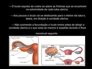→ O óvulo expulso do ovário se adere as fímbrias que se encontram
             na extremidade de cada tuba uterina.

 → Aos poucos o óvulo vai se deslocando para o interior da tuba e,
            desta, em direção à cavidade uterina.

  → Não ocorrendo a fecundação o óvulo morre antes de atingir a
cavidade uterina e o que resta do mesmo é expelido durante o fluxo

                      menstrual seguinte.
 