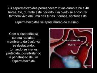 Os espermatozóides permanecem vivos durante 24 a 48
 horas. Se, durante este período, um óvulo se encontrar
 também vivo em uma das tubas uterinas, centenas de
      espermatozóides se aproximarão do mesmo.


  Com a dispersão da
    corona radiata a
membrana do óvulo vai
     se desfazendo,
  tornando-se menos
protegida, possibilitando
  a penetração de um
    espermatozóide.
 