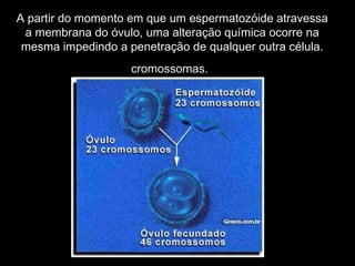 A partir do momento em que um espermatozóide atravessa
 a membrana do óvulo, uma alteração química ocorre na
 mesma impedindo a penetração de qualquer outra célula.
                    cromossomas.
 