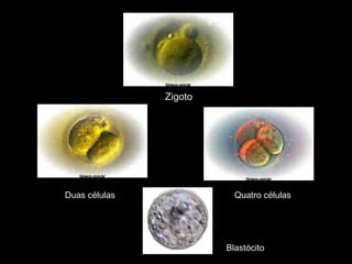 Zigoto




Duas células              Quatro células




                        Blastócito
 